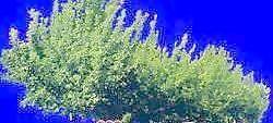 多棵及樹群092——植物素材