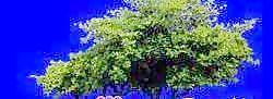 多棵及樹群088——植物素材