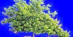 多棵及樹群081——植物素材
