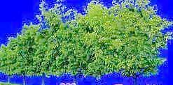 多棵及樹群072——植物素材