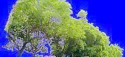 多棵及樹群056——植物素材