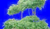 多棵及樹(shù)群049——植物素材