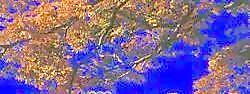 半棵及近景樹(shù)100、前景樹(shù)001——植物素材
