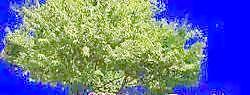 針葉樹073——植物素材