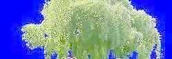 針葉樹037——植物素材