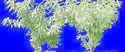 針葉樹034——植物素材