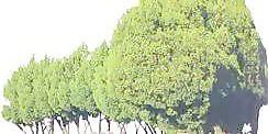 松柏 115——植物素材