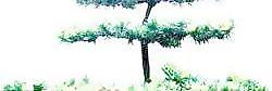 松柏 100——植物素材
