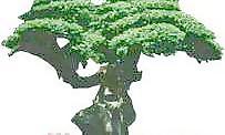松柏 092——植物素材