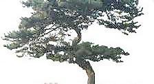 松柏 066——植物素材