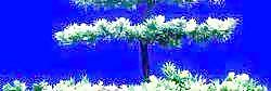 松柏 004——植物素材