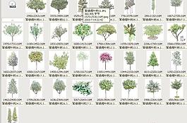 常綠闊葉樹(shù)——植物素材