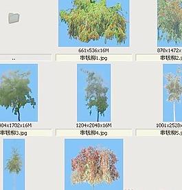 串錢柳-水邊-灌木類——植物素材