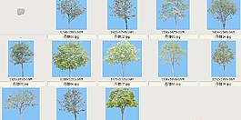 丹桂-芳香-灌木類——植物素材