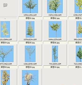 銀杏——植物素材