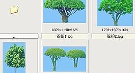 雀榕——植物素材