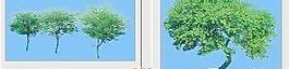 金龜樹——植物素材