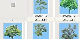 盾柱木——植物素材