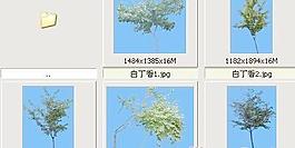 白丁香——植物素材