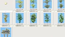 短穗鱼尾葵——植物素材