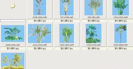 旅人蕉——植物素材