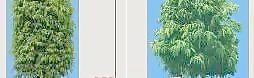 柳叶榕——植物素材