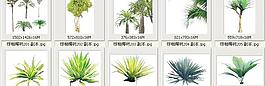 棕櫚椰樹201-210——植物素材