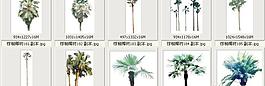 棕榈椰树181-190——植物素材