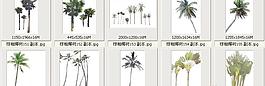棕櫚椰樹151-160——植物素材