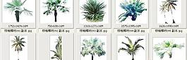 棕櫚椰樹091-100——植物素材