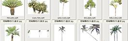 棕櫚椰樹071-080——植物素材