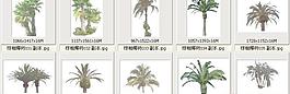 棕櫚椰樹(shù)031-040——植物素材