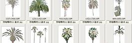 棕櫚椰樹011-020——植物素材