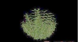 3D植物模型(十)