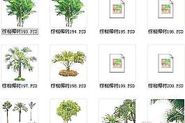 棕櫚椰樹素材十七