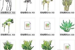 棕櫚椰樹素材十四