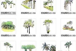 棕櫚椰樹素材十一