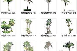棕櫚椰樹素材三