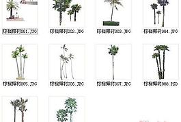 棕櫚椰樹素材一
