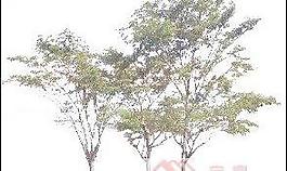 植物素材