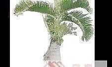 植物素材