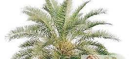 植物素材
