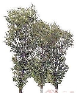 背景植物PSD素材