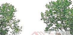 植物PSD素材