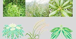 中医药用植物