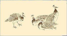 白描孔雀