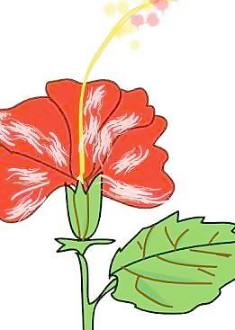 花芙蓉剪貼畫