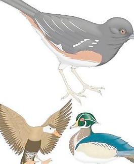 鳥類