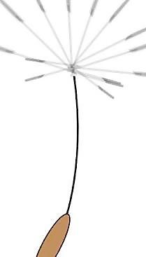 dandelionseed剪貼畫