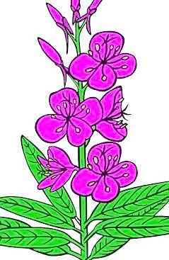 Ku柳蘭剪貼畫
